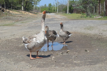 Fototapeta premium Grey domestic geese in the puddle on the road
