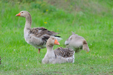 Grey domestic goose on the green grass