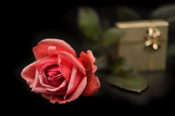rosa pacchetto san Valentino amore