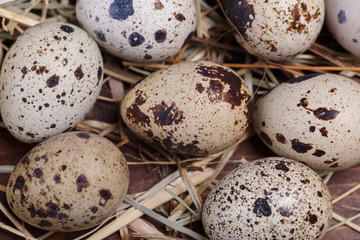 Fototapeta premium quail eggs