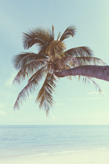 Fototapeta na wymiar Vintage nostalgic stylized palm tree on tropical shore
