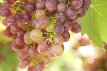 Fresh grapes
