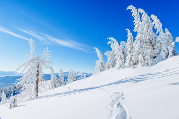 Fototapeta premium magical winter snow covered tree