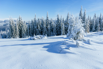 magical winter snow covered tree