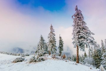 magical winter snow covered tree