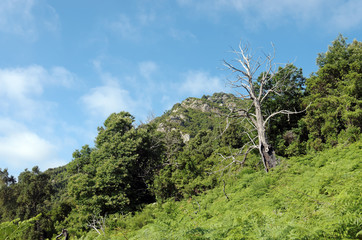Fototapeta premium arbre mort en montagne Corse