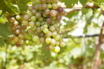 Fresh grapes