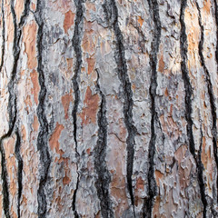 bark of a pine tree