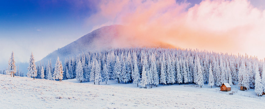 Fototapeta winter landscape trees in frost