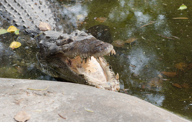 Dangerous crocodile open mouth