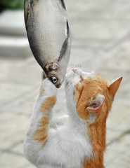 Добыча, еда. Кошка, стоя на задних лапах, схватила крупную рыбу