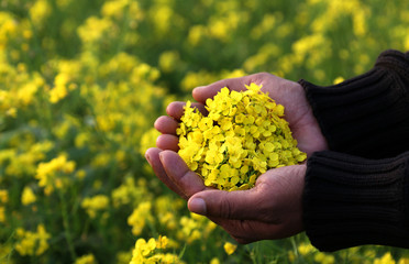 Hand holding mustard flower