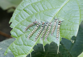 Caterpillars eat plants - agricultural pests