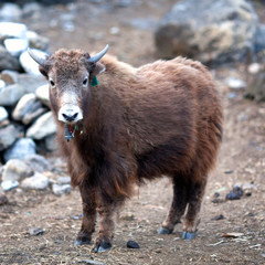 Fototapeta premium Dzo Yak in the Nepal Himalaya