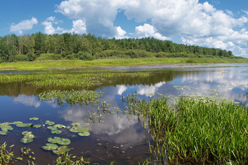 Пейзаж с кувшинками