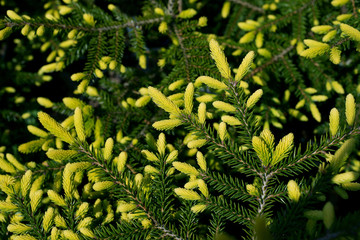 Picea orientalis Golden Start