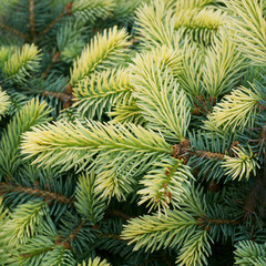 Picea pungens Białobok