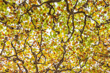 tree tops