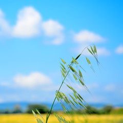 wild oat closeup