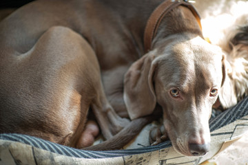 Cane di razza Weimaraner nella cuccia