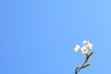 さくら