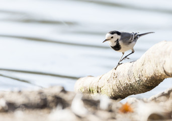 White Wagtail, Motacilla alba