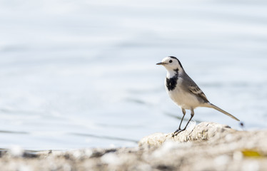 White Wagtail, Motacilla alba