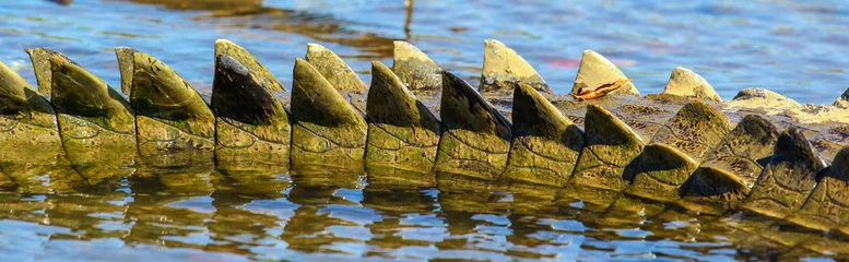 Tableaux ronds sur aluminium brossé Crocodile Queue de crocodile