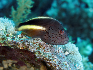 Coral fish Blackside hawkfish
