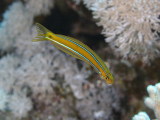 Bluestriped fangblenny