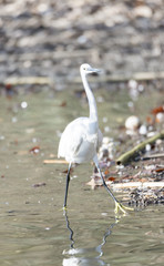Common Egret, Egretta garzetta