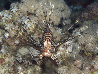 Common lionfish