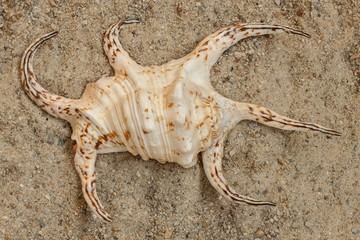 Shell