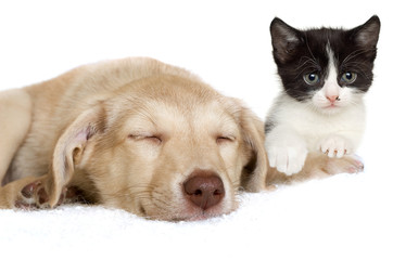 puppy and kitten lying