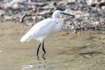 Common Egret, Egretta garzetta