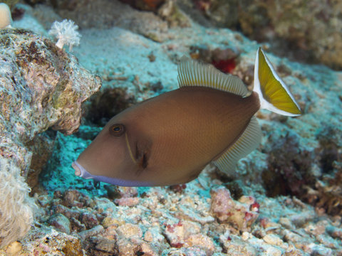 Coral fish Bluethroat triggerfish