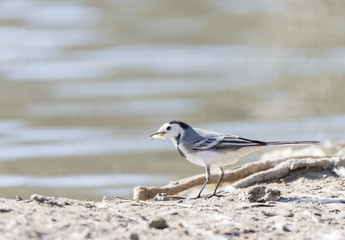 White Wagtail, Motacilla alba