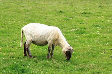 Obraz premium sheep in the green grass