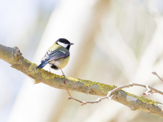 Fototapeta premium Parus major, saithe common