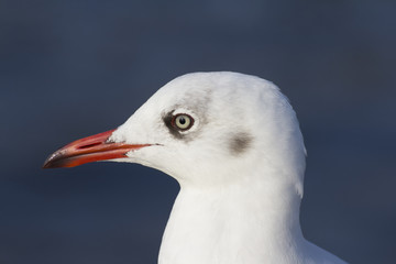 Closeup the head part of seagull