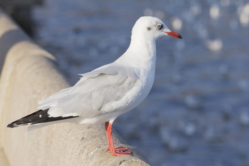 Seagull standing and looking for preys