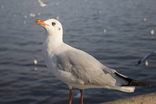 Seagull standing and looking for preys