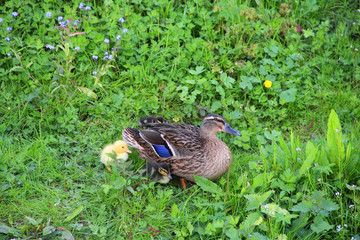 Mother-duck and ducklings