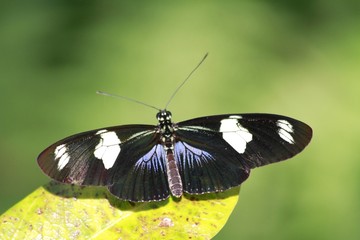 Fototapeta na wymiar Doris Longwing - Heliconius doris butterfly