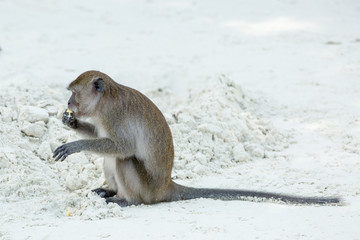 Monkey beach. Crab-eating macaque at  Phi-Phi, Thailand