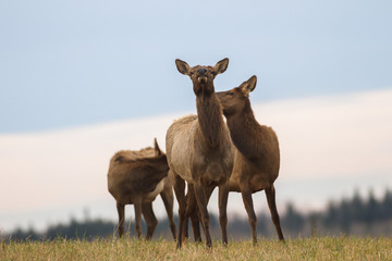 deer in wild scenery