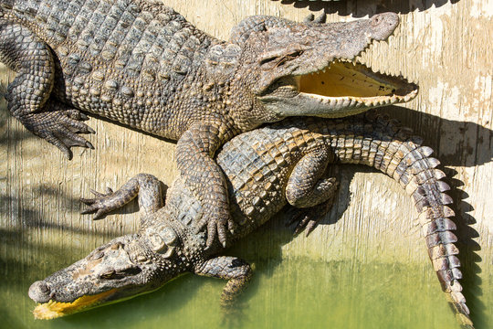 Crocodile farm in Phuket, Thailand. Dangerous alligator