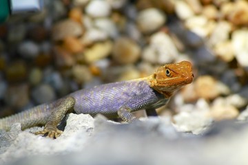 Common Agama Lizard - Fairchild