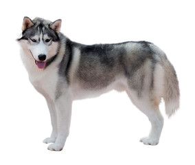 Obraz premium Standing Siberian Husky