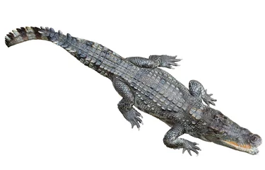 Papier Peint photo autocollant Crocodile Crocodile siamois sur fond blanc
